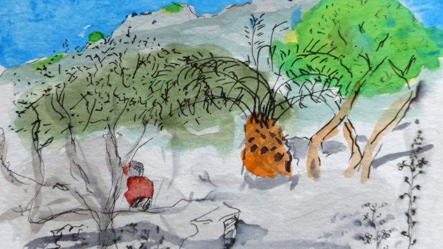 Pflanzen, Syros, 2012, Tuschstift/Aquarell, Postkarte