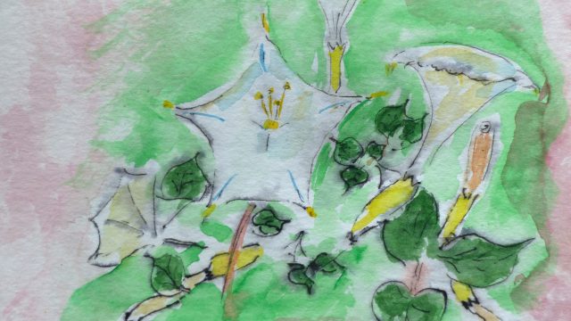 Lilien, Syros, 2012, Tuschstift/Aquarell, Postkarte